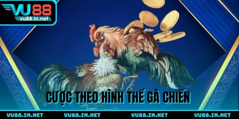 Cược theo dáng bên ngoài của chiến kê