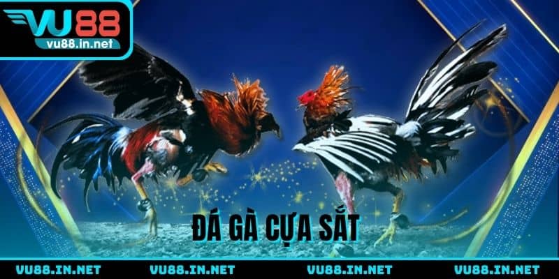 Đá gà cựa sắt VU88 - Đấu trường của những thần kê hàng đầu