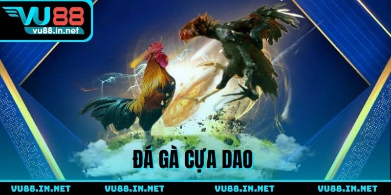 Hình thức cược cựa dao đầy pha kịch tính