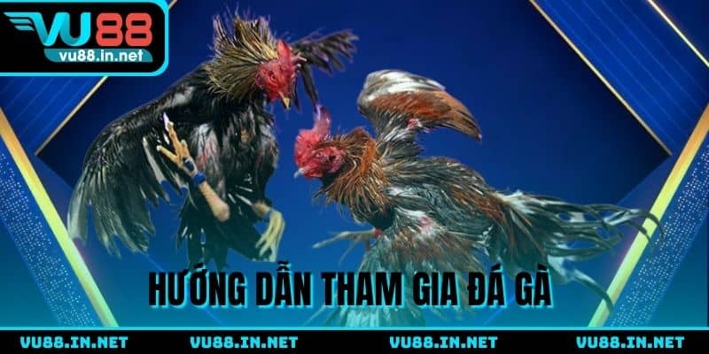 Hướng dẫn cược cơ bản trong bộ môn chọi cựa dao