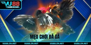 Mẹo chơi đá gà - Bí quyết từ dân chơi chọi kê thực thụ