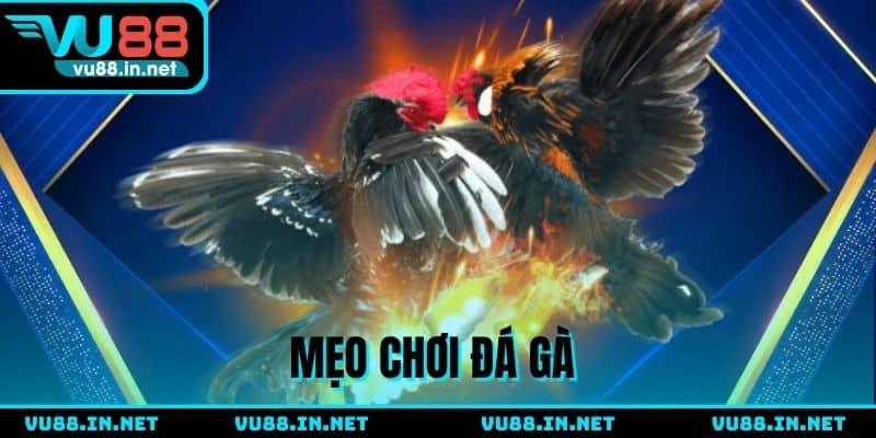 Mẹo chơi đá gà - Bí quyết từ dân chơi chọi kê thực thụ