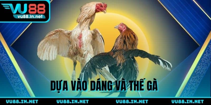 Mẹo chơi đá gà dựa vào thế và dáng của chiến kê
