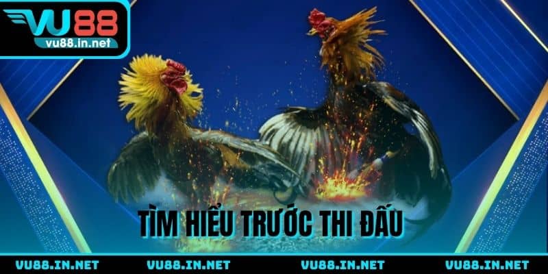 Quan sát gà đấu trước trận